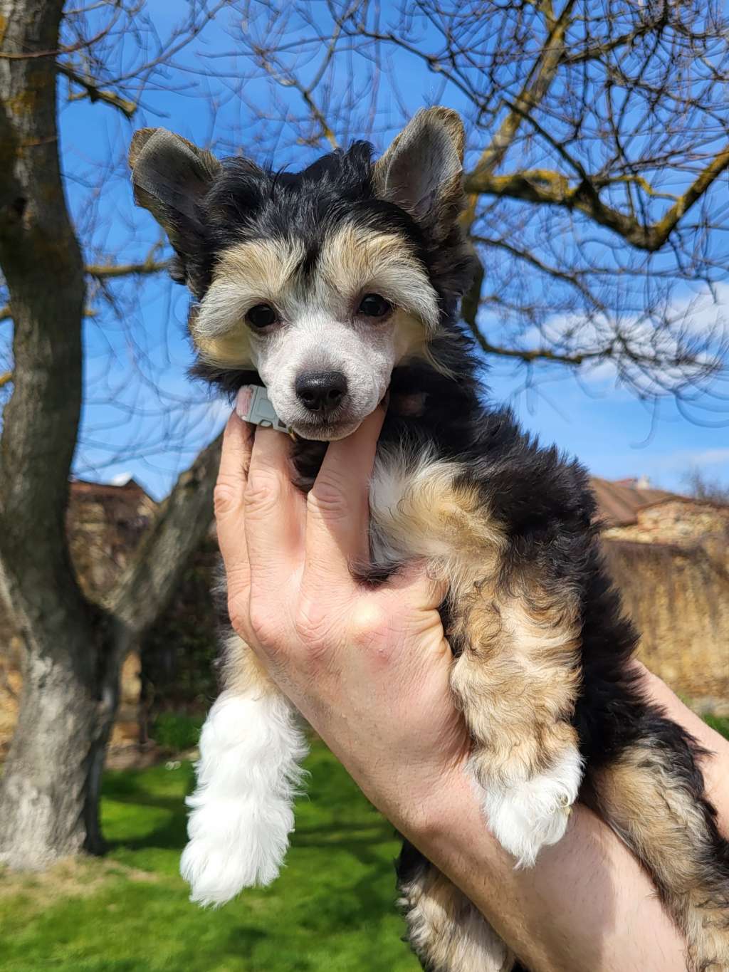 Beatris calima elenis