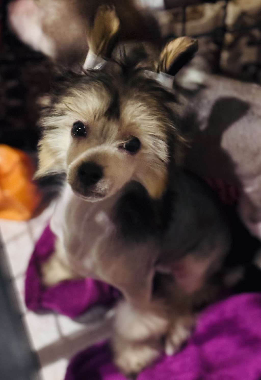 Jet Black Nut by Magma