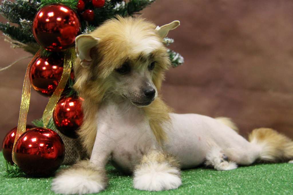 Zheneva-Debjut Chelsea