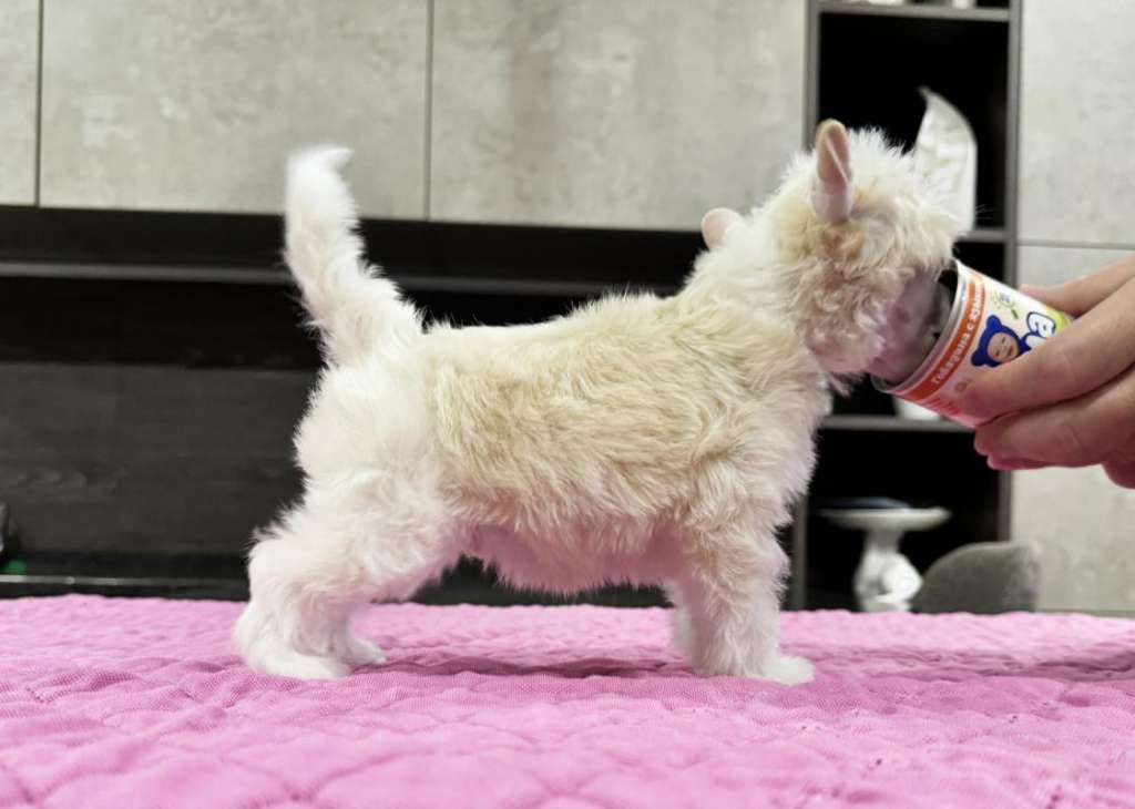 Incanto Del Mondo Kosmos