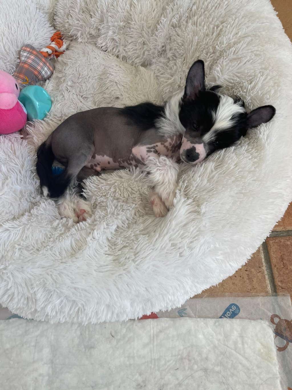 Charlie Casanova von Zuànshí Royal