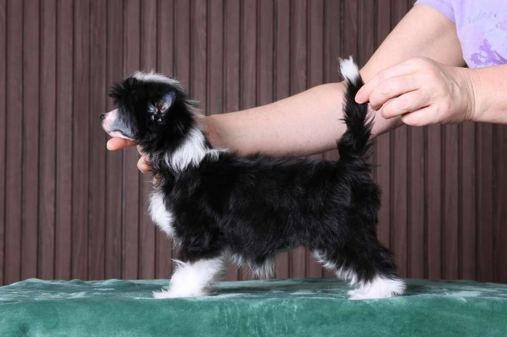 Incanto Del Mondo Magnifique Prada