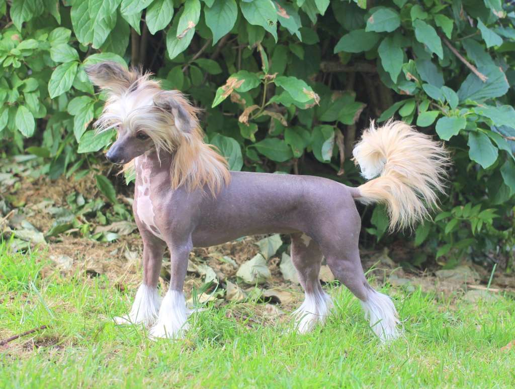 Naked Stars Haute And Fabulous Darling