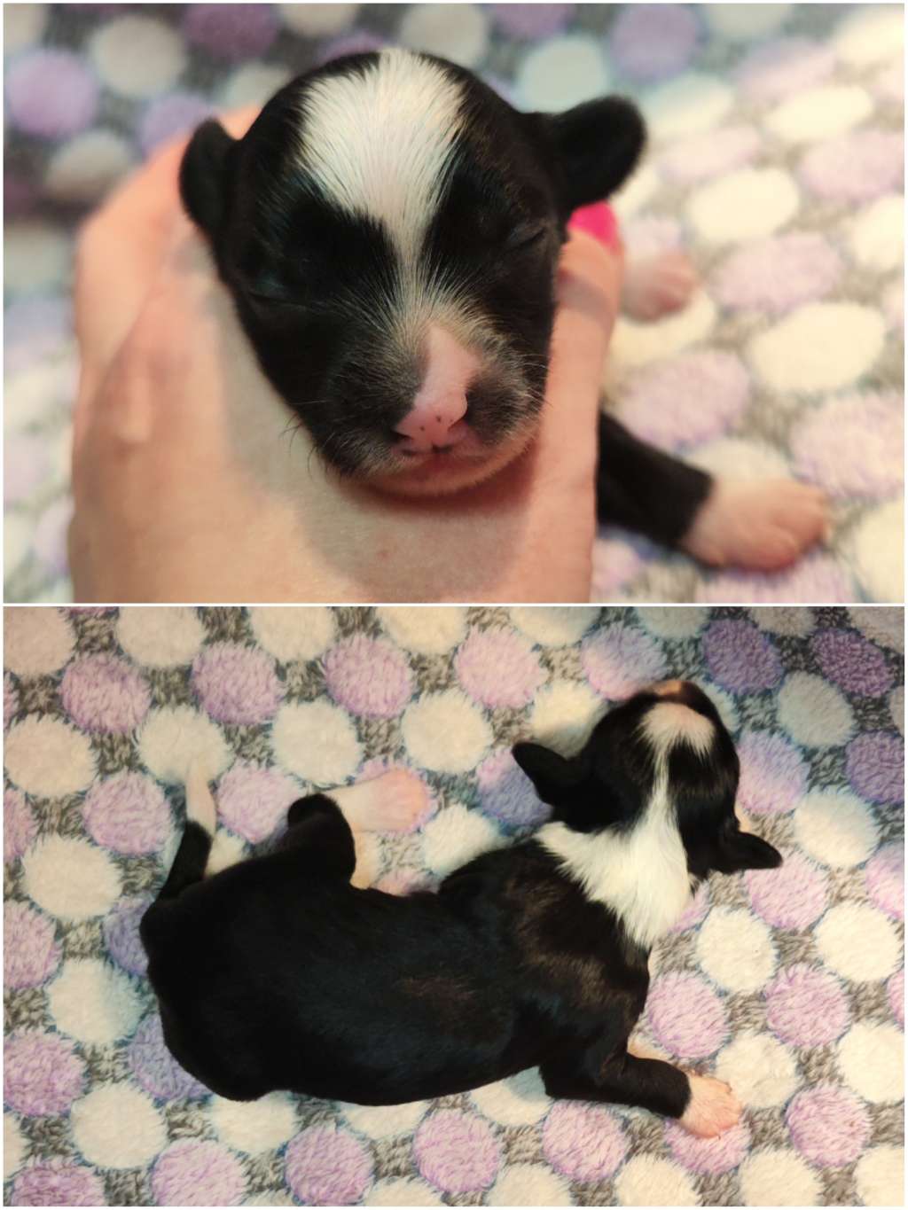 Naked Stars Couture Over Comfort