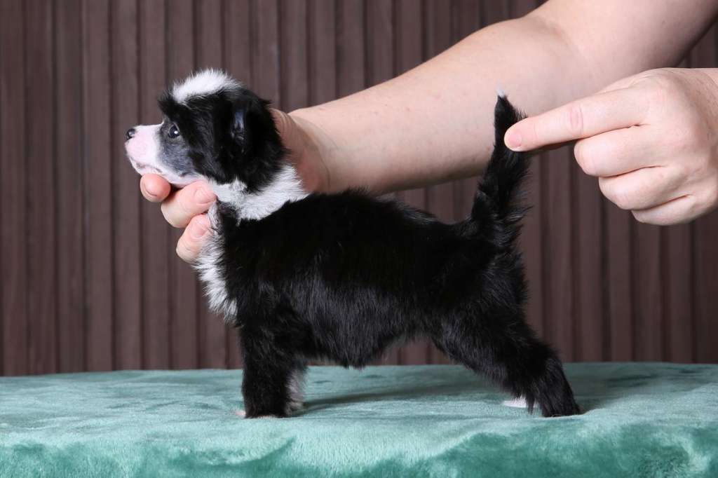 Incanto Del Mondo Origami