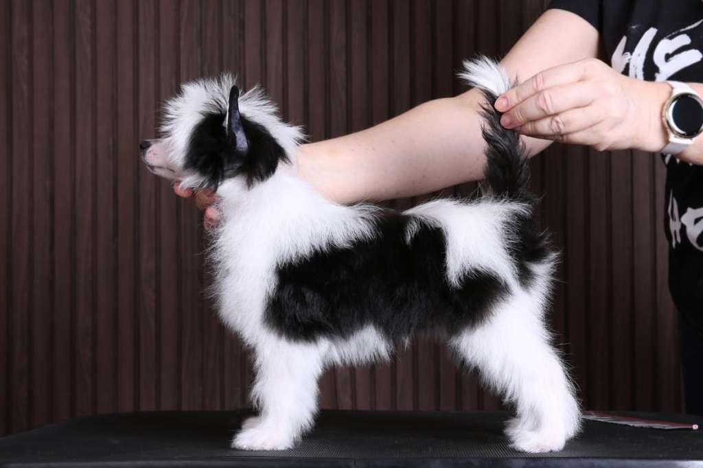 Incanto Del Mondo Ocean Swirl