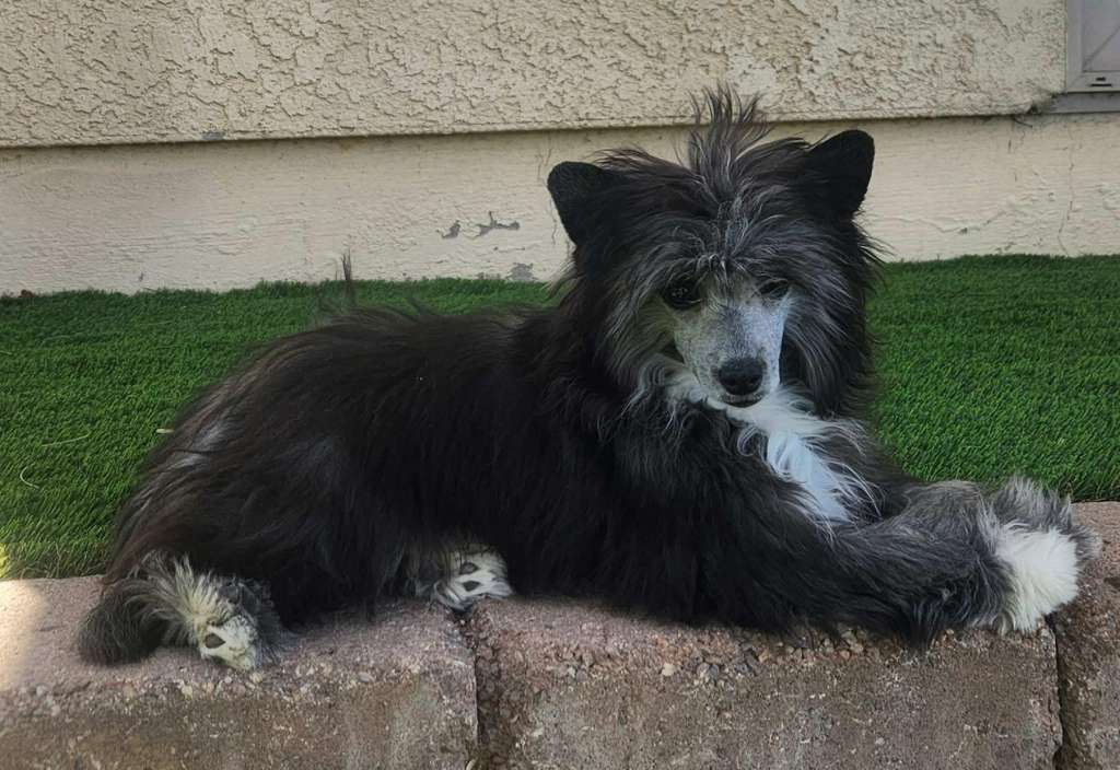 Crest-Vue Foxglove Wrapped In Mink