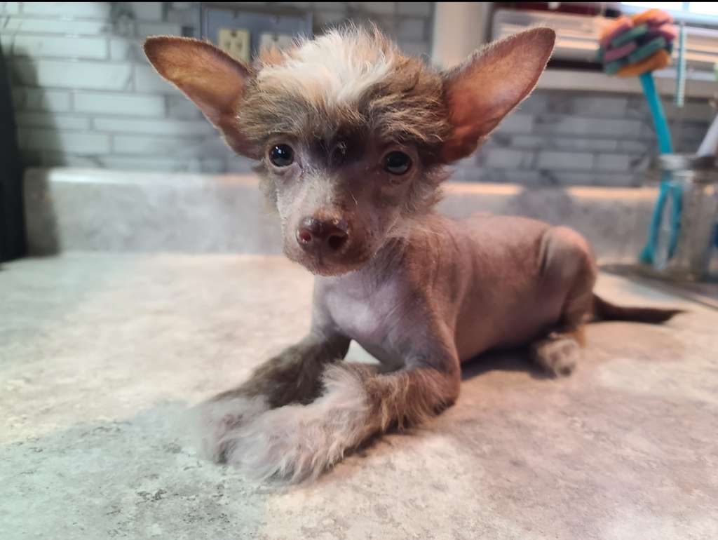 Long Haul's Top Ganache Cocoa Creme de La Creme