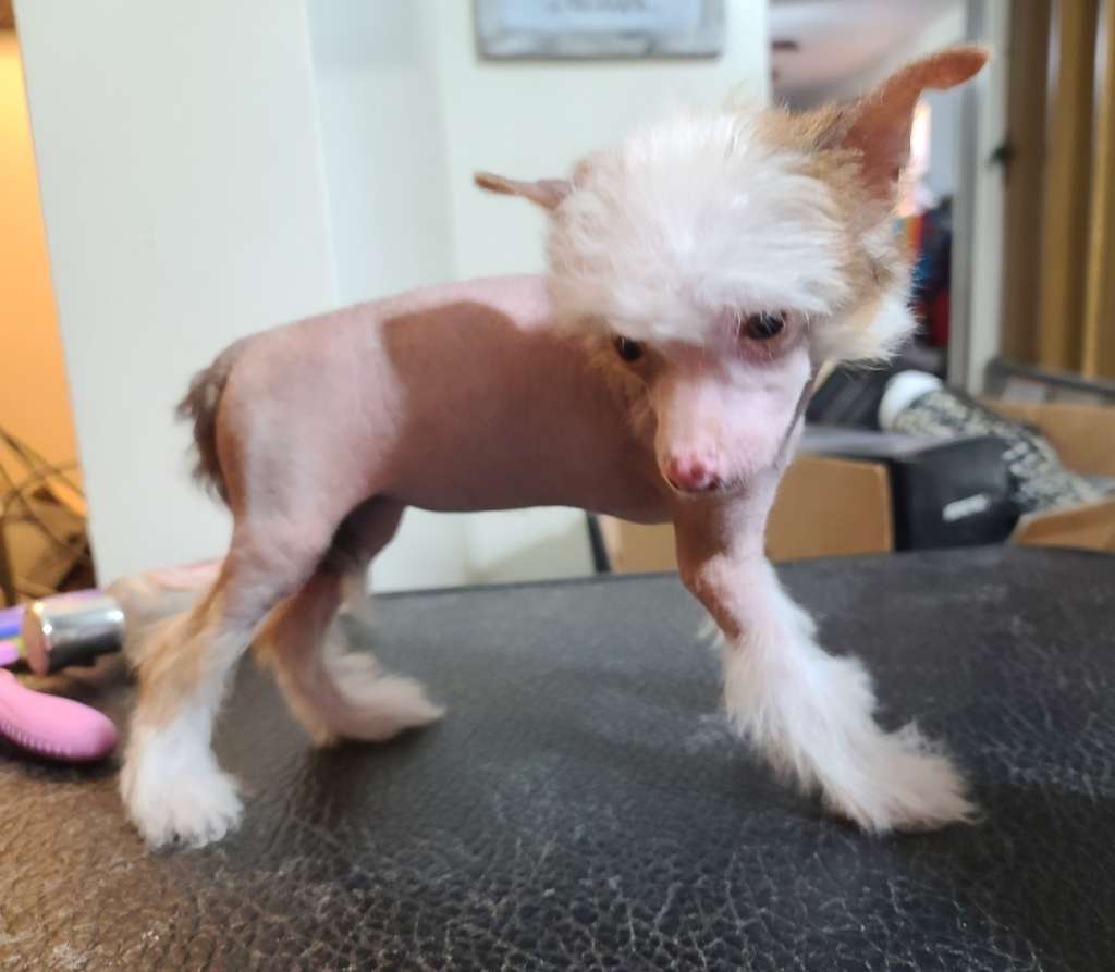 Long Haul's Sassy Chocolate Truffle Delight