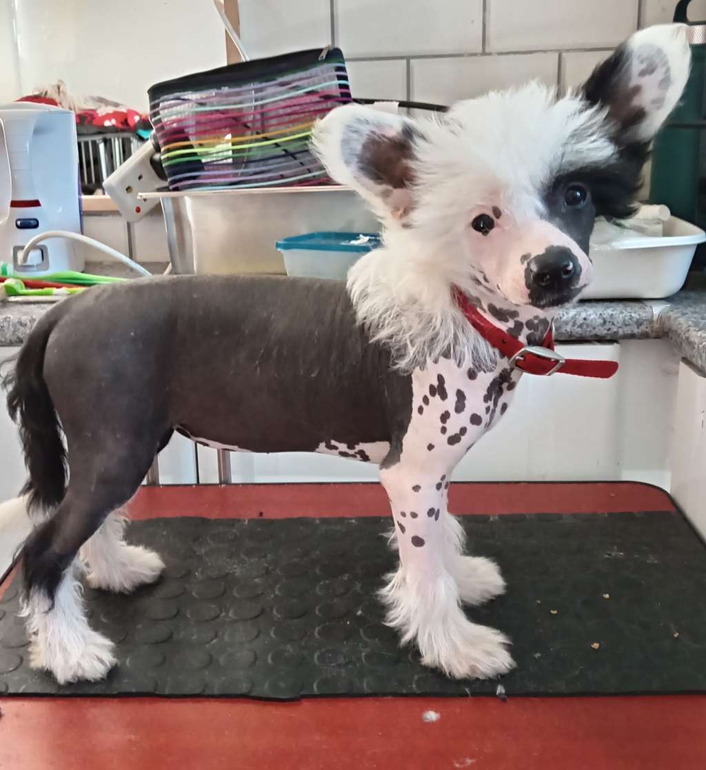 Pufflepaws Somnis de Utopia