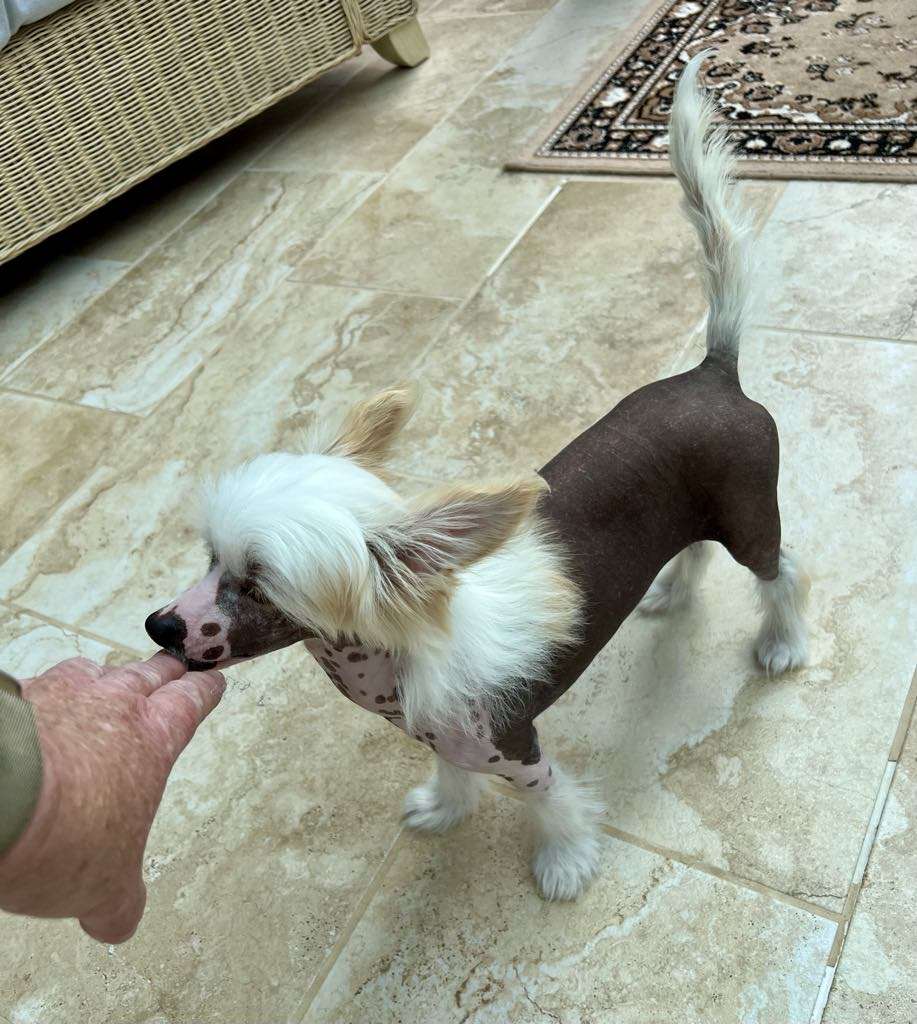 Pufflepaws's Sweet Dreams