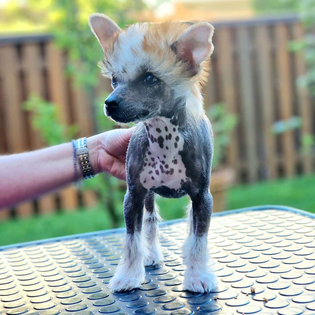 Fevy's Kween Kleopatra