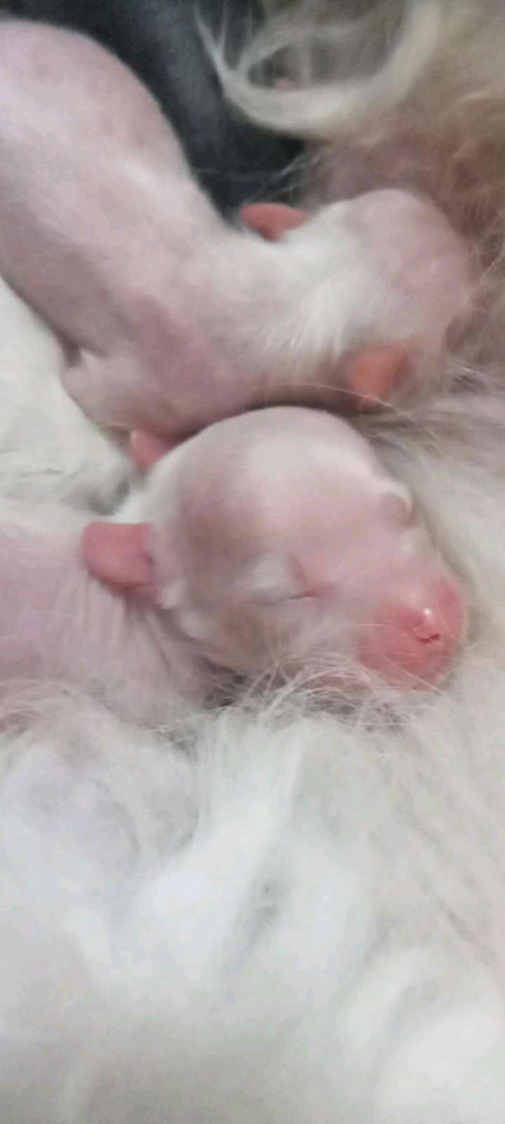 Pufflepaws Dollarndreams