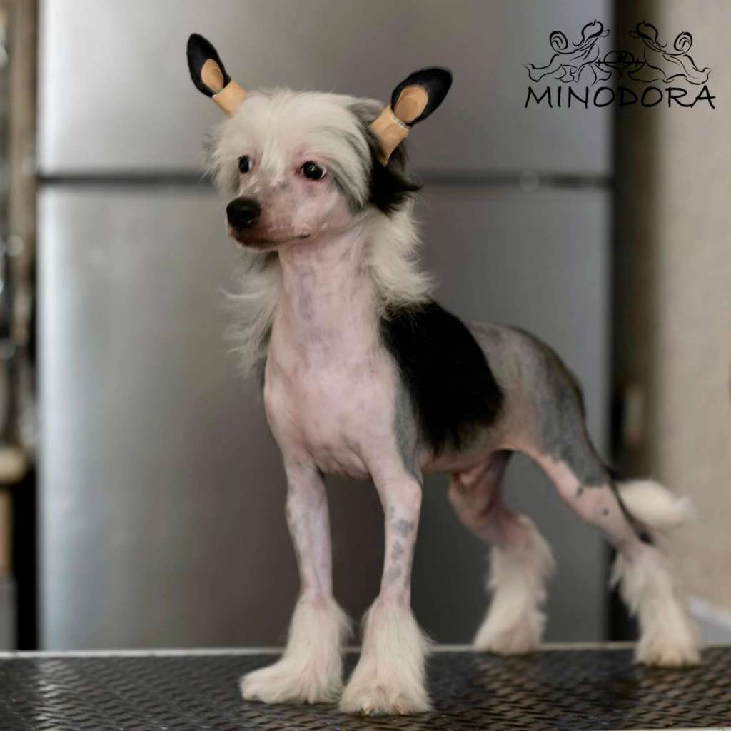 Melior  Your Chanc Minodora