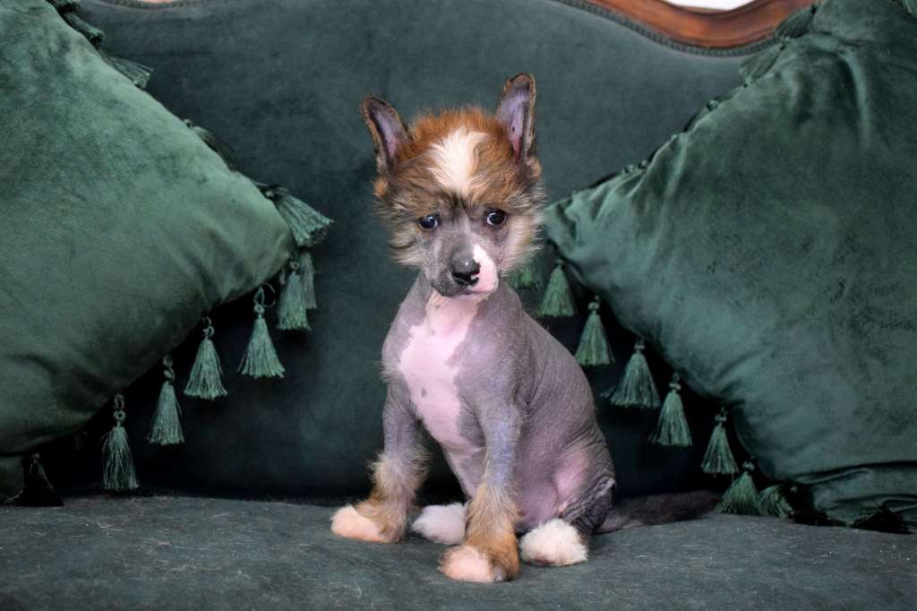 Charles Dickens de Lybóriu's Legacy