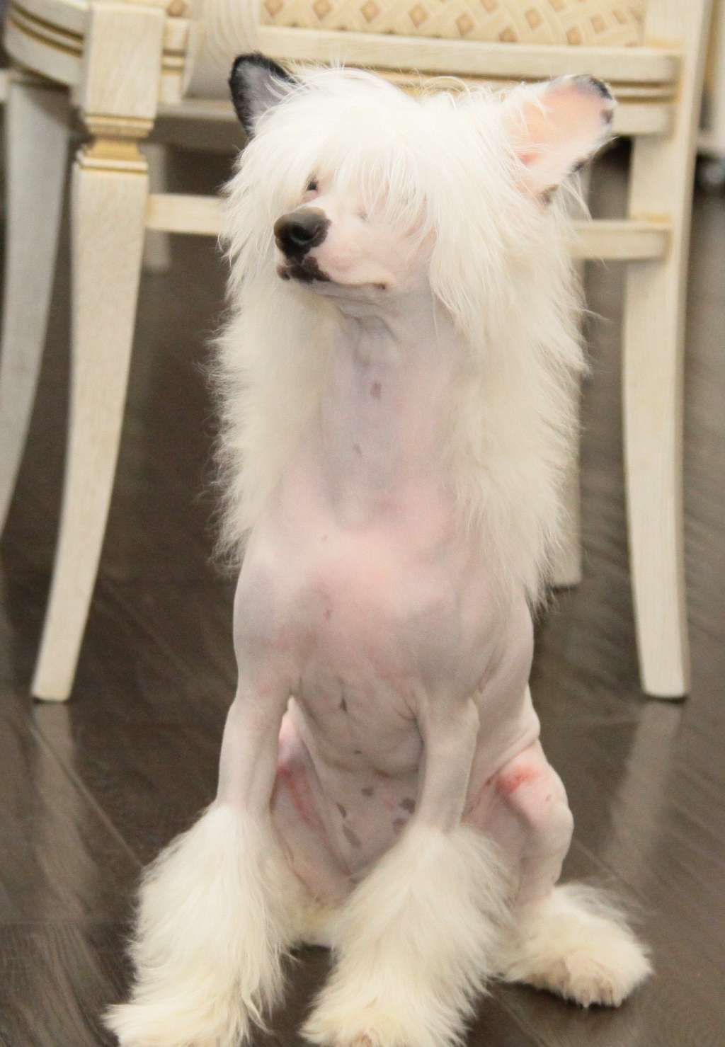 Premier Mari Eva Vajt