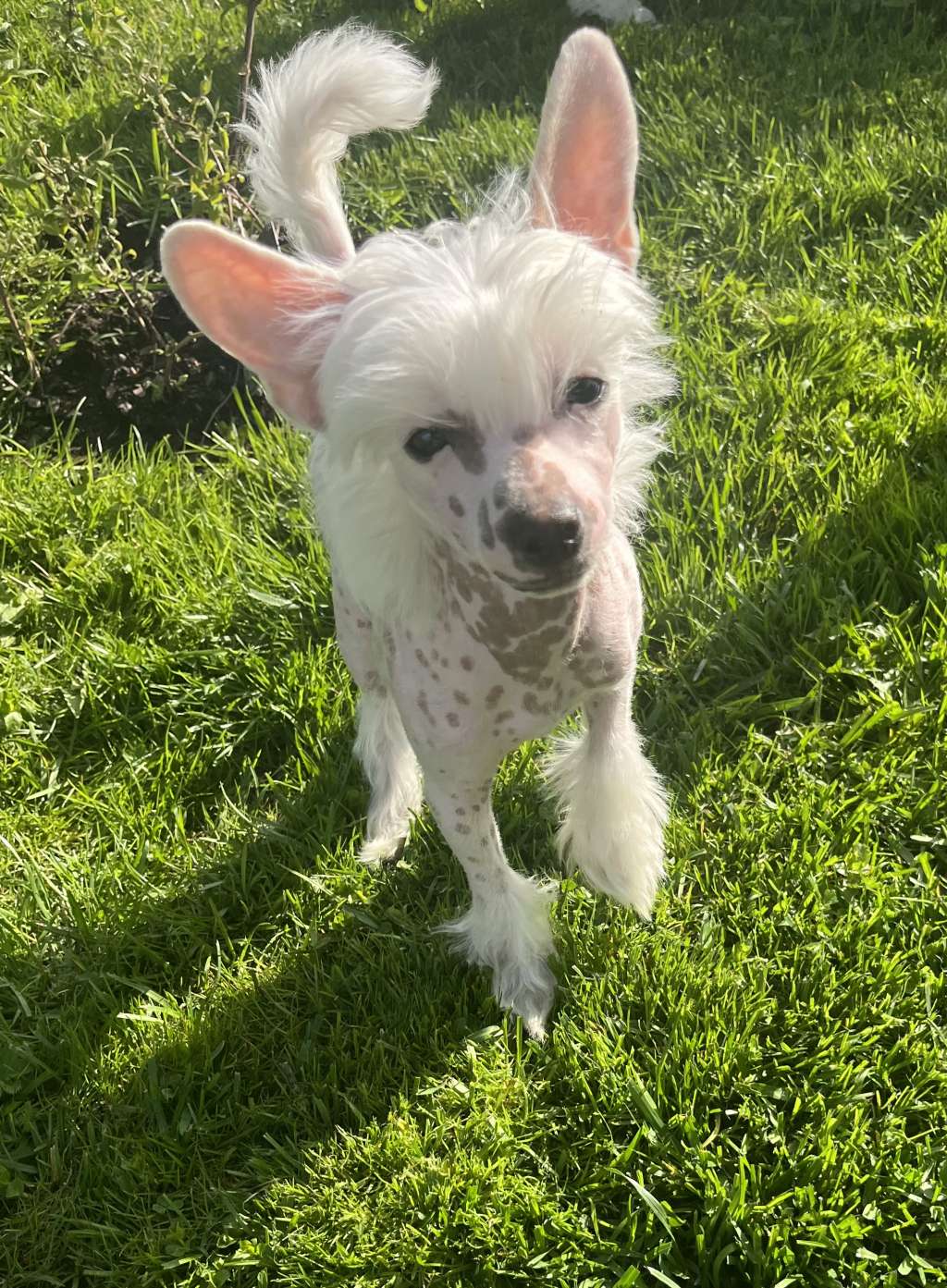 Joffers Caspian Cristata