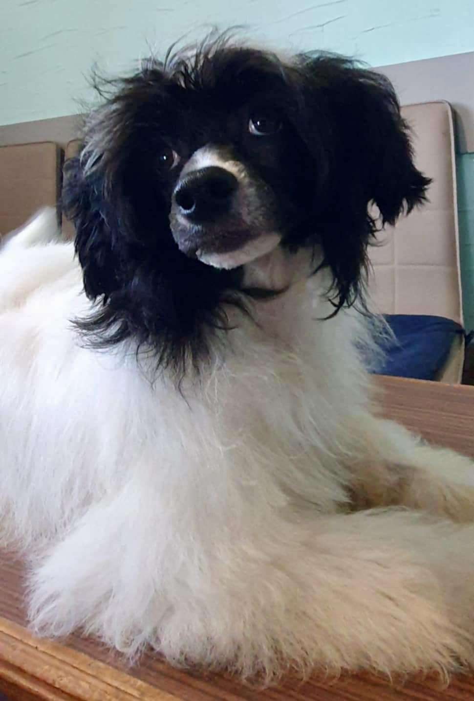 Laura Bella Minodora