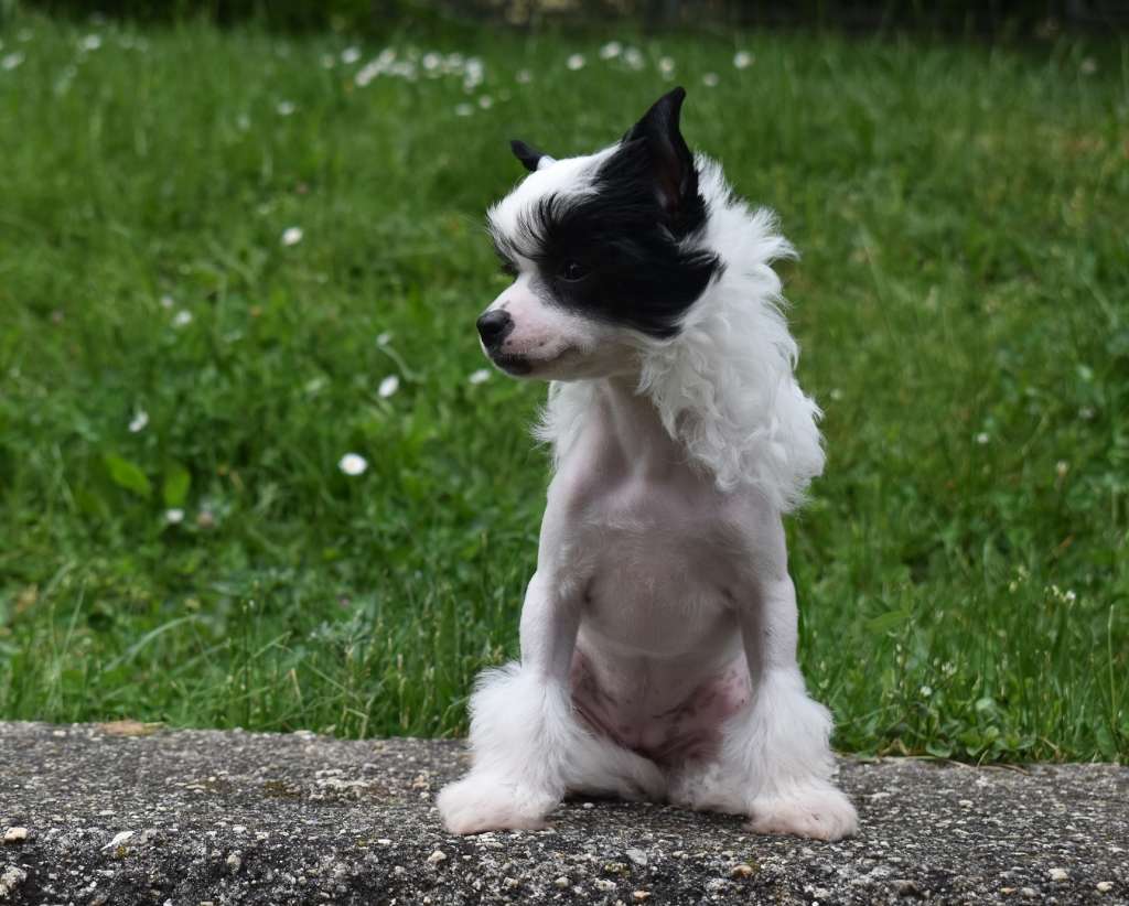 Nicolate Toutou Velu