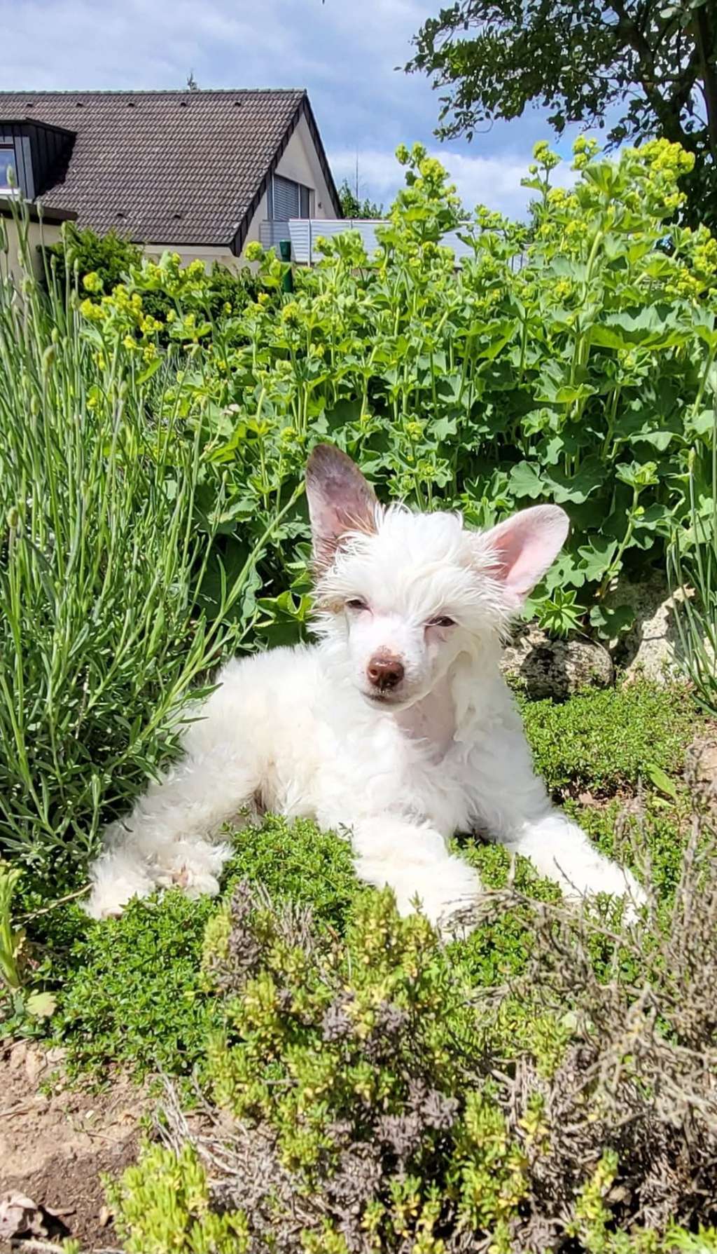 Crazy Cresteds Neytiri LeFreak