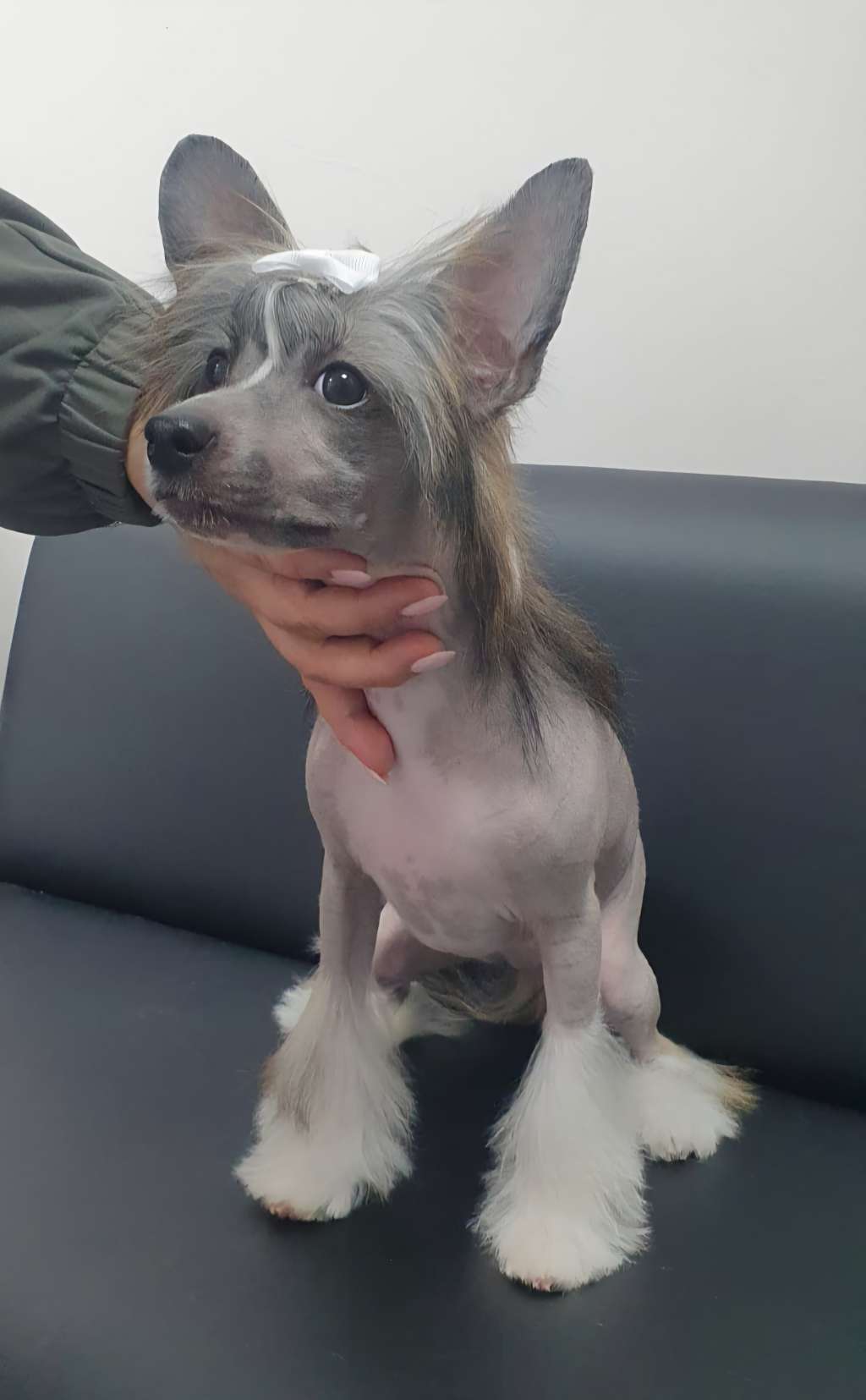 Apriori Vip Hennessy