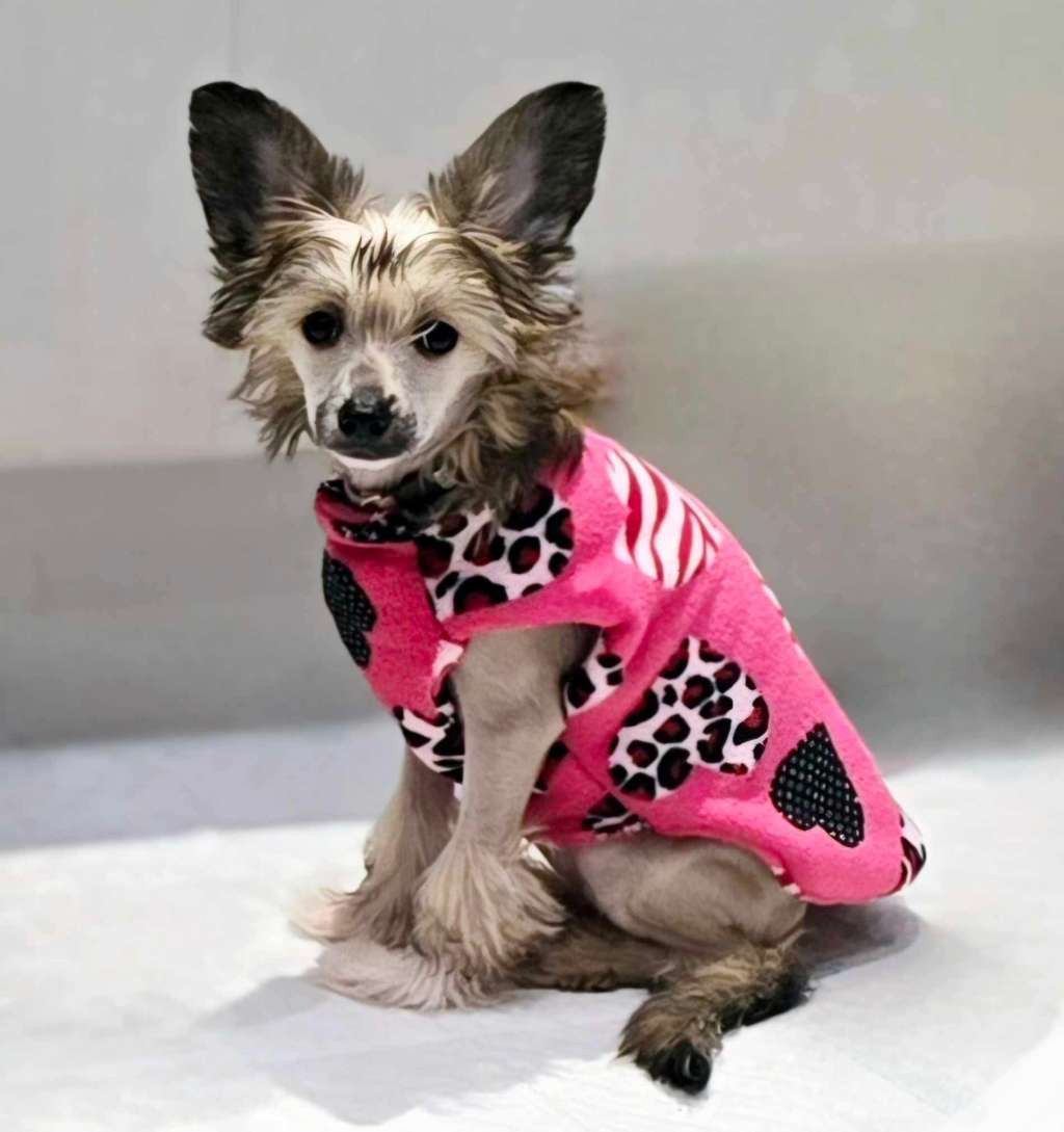 Karamouche Its My Party At Shumllea