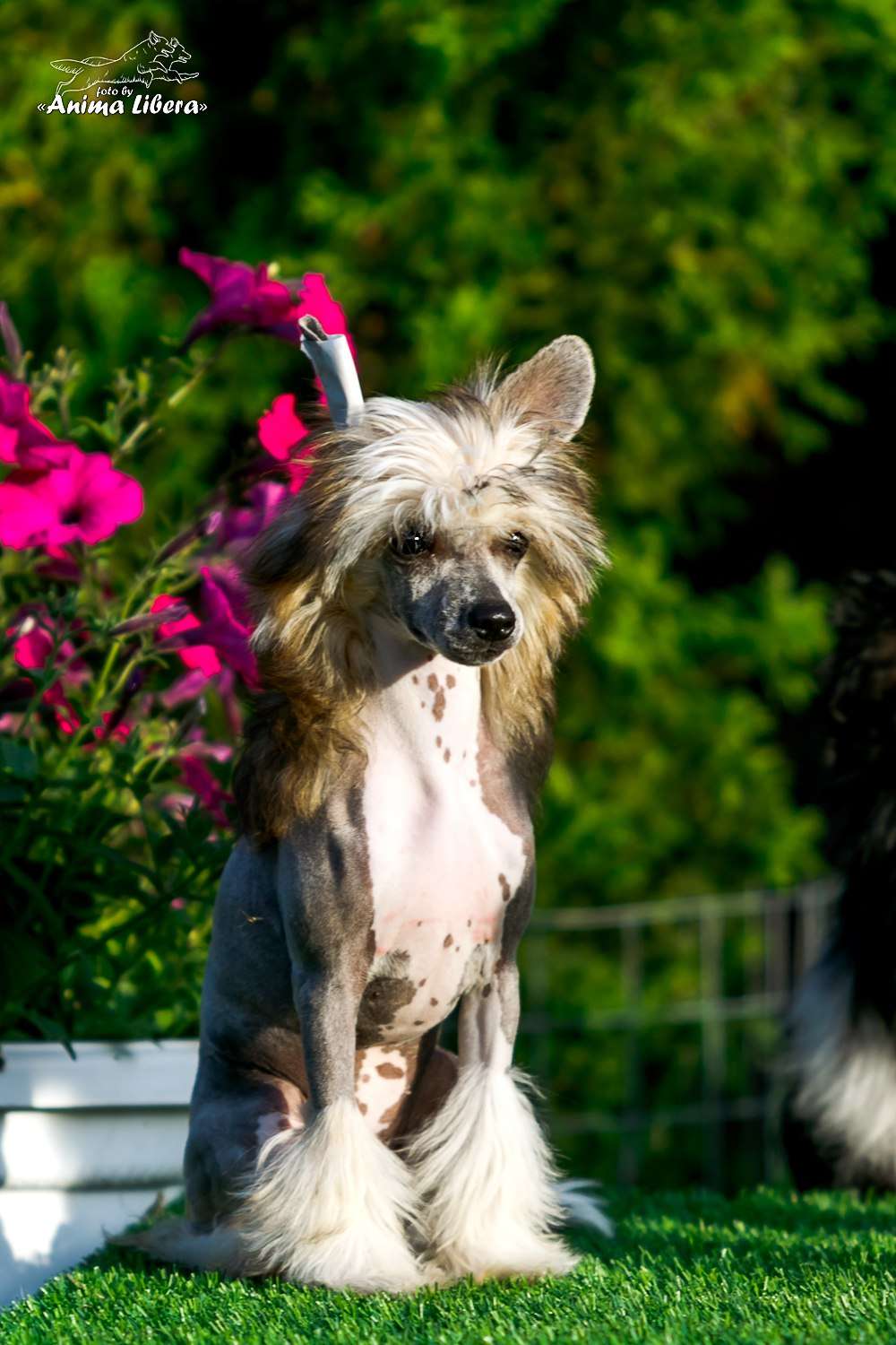 Sol'tanto  Jacqueline