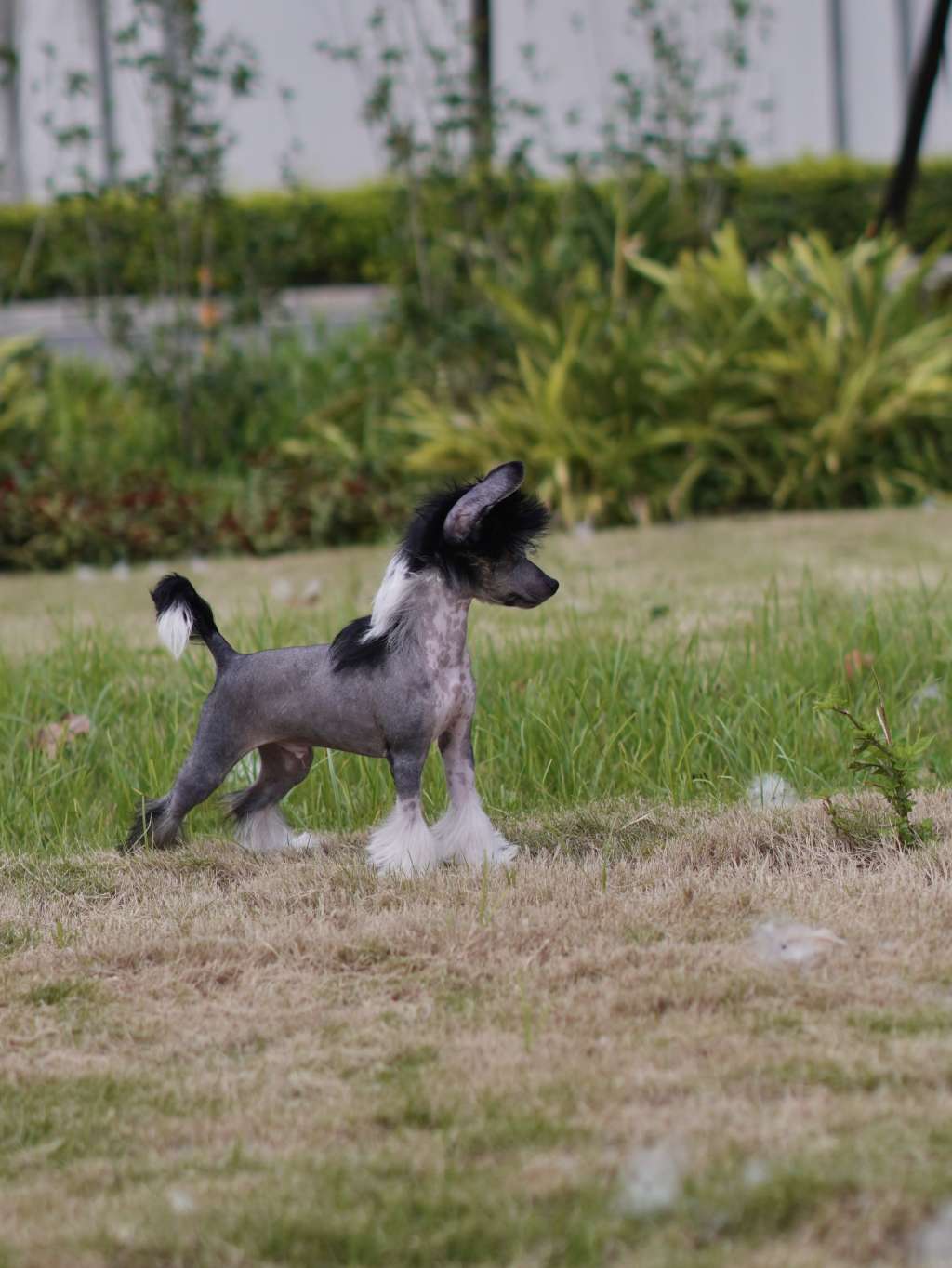 Rosa sinensis of Dark Angel