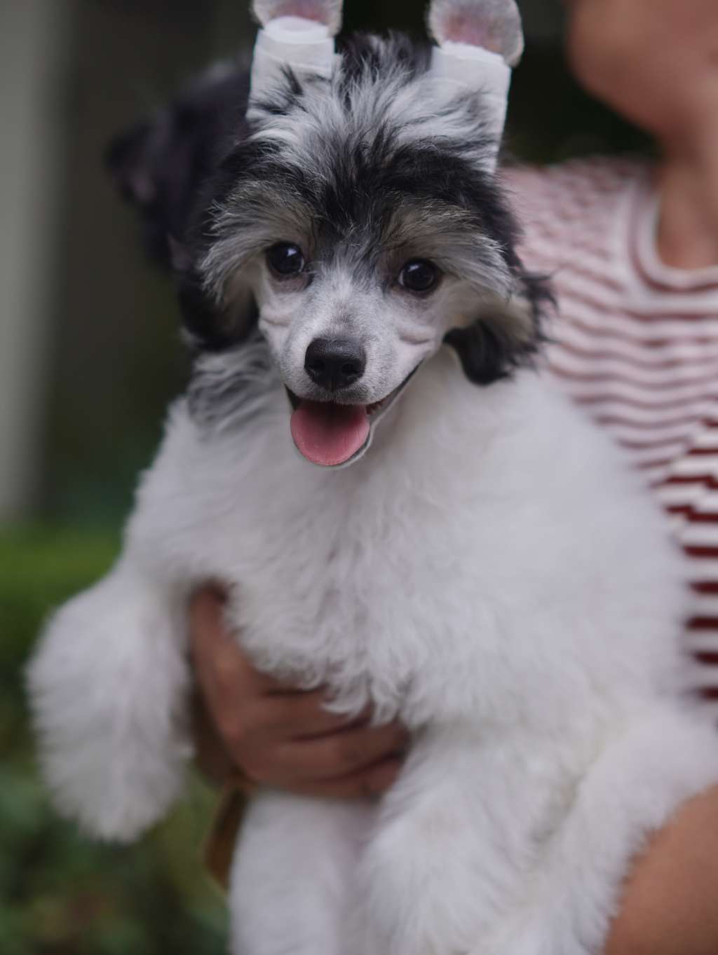 Rosa sinensis of Elven Visit