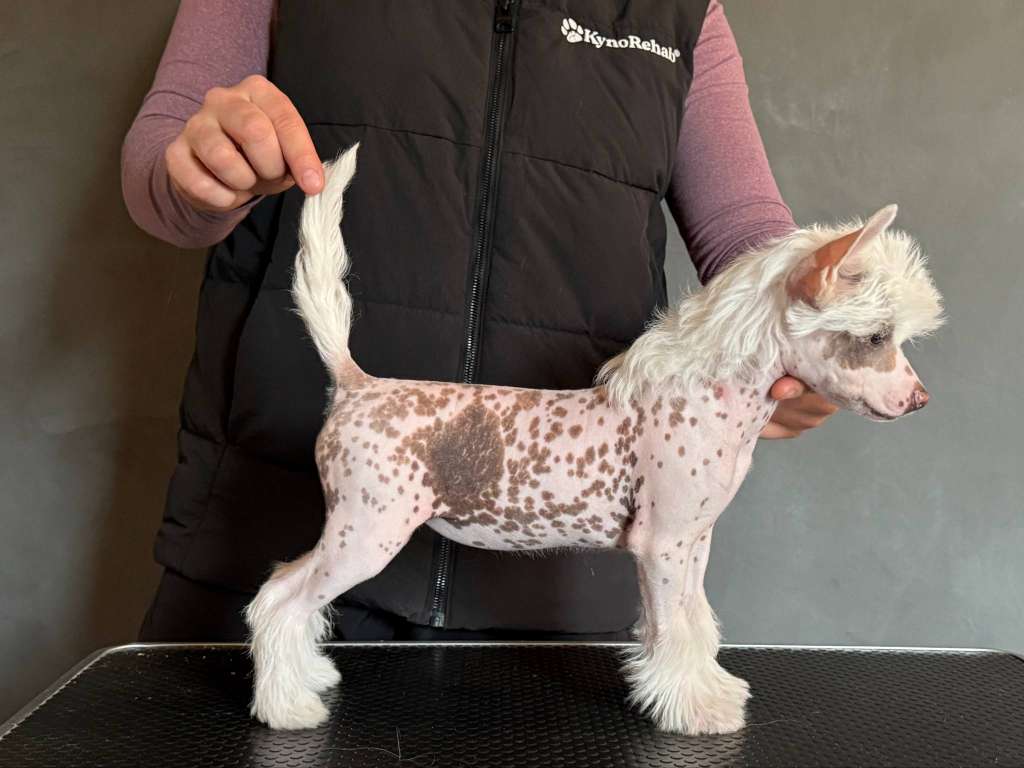 Leed's Infinity Goldman Jaina