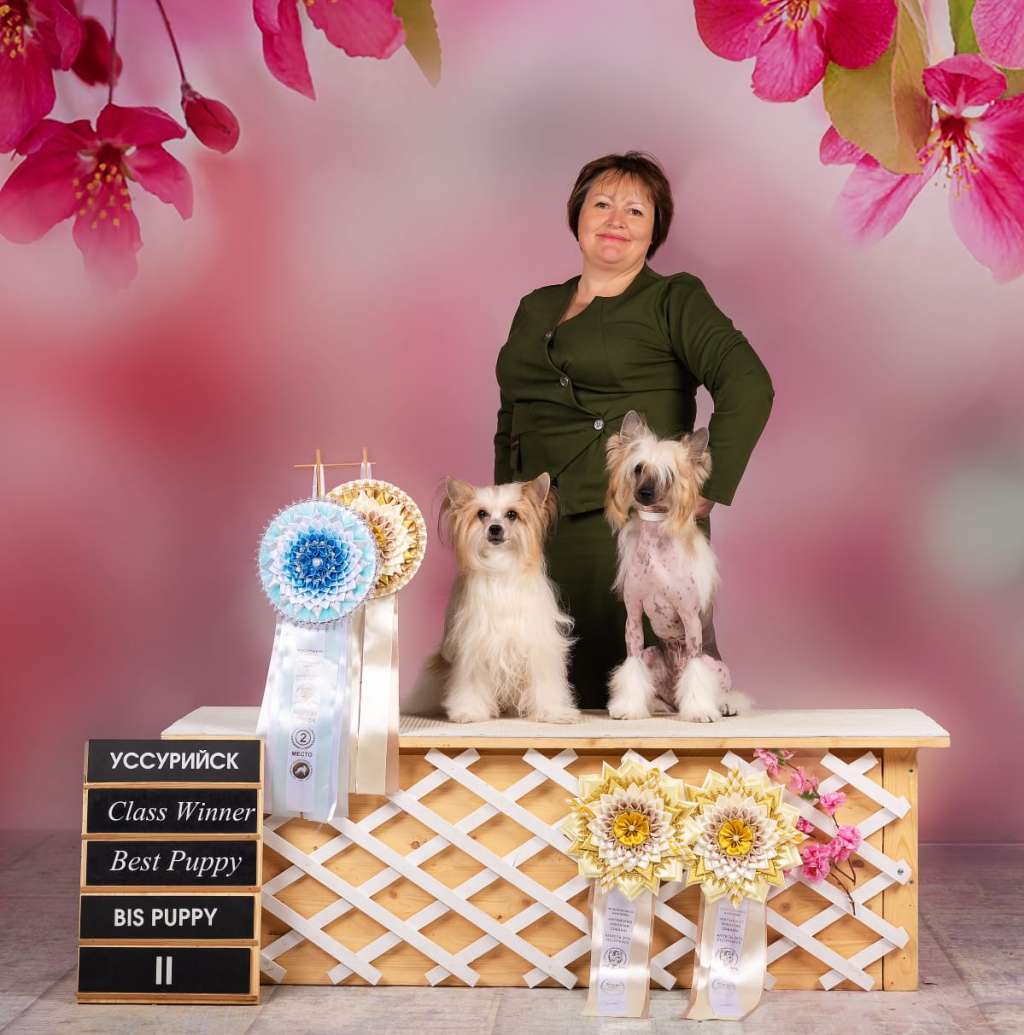 Shanel Glamour  Czerera