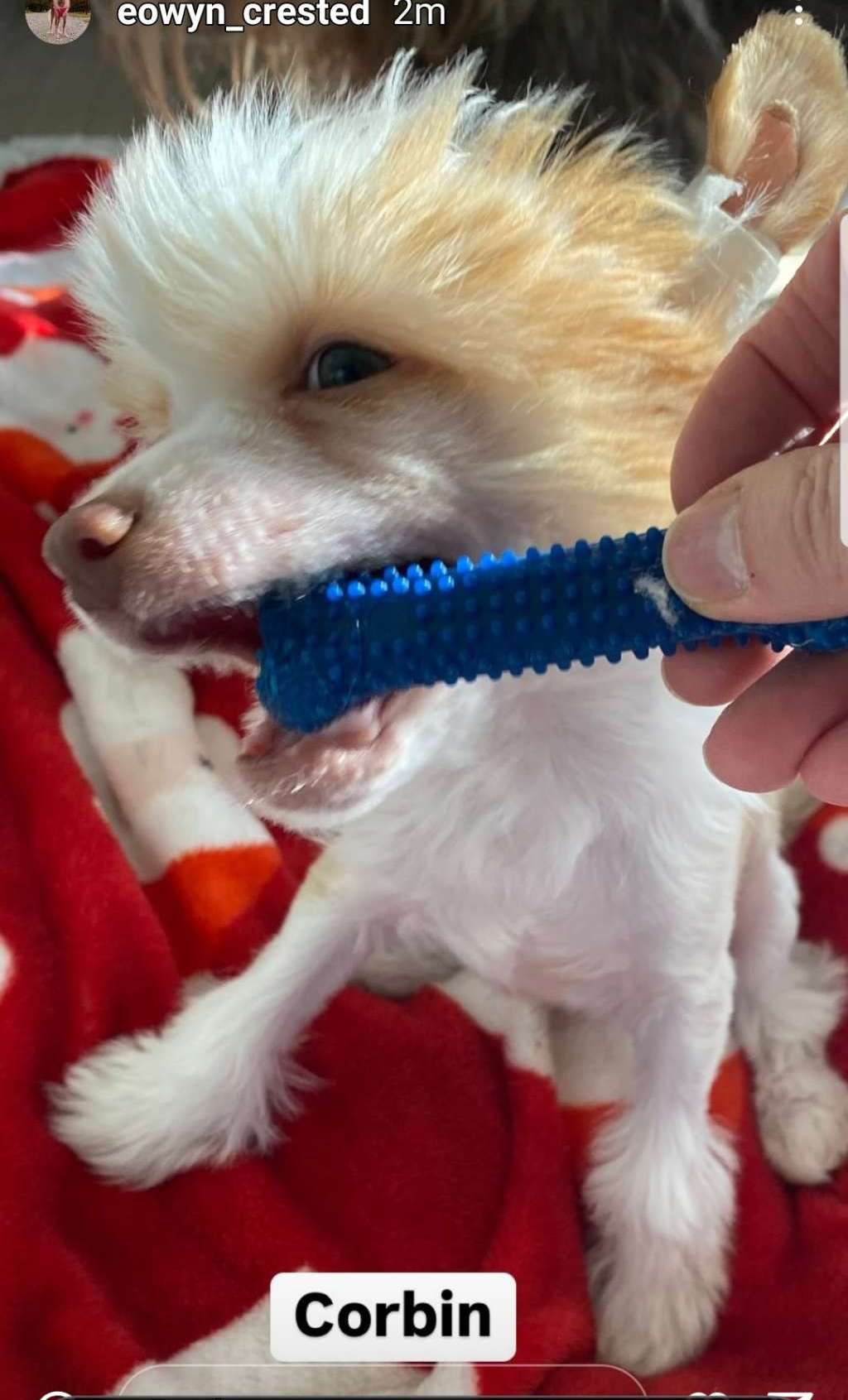 Dazzles Mystical White Raven