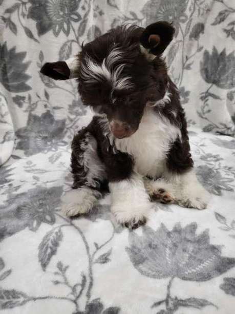 Dazzles Little Trykster