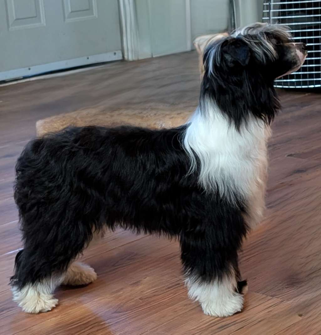 Moonbeam N Gardine the Chrono-Navigator