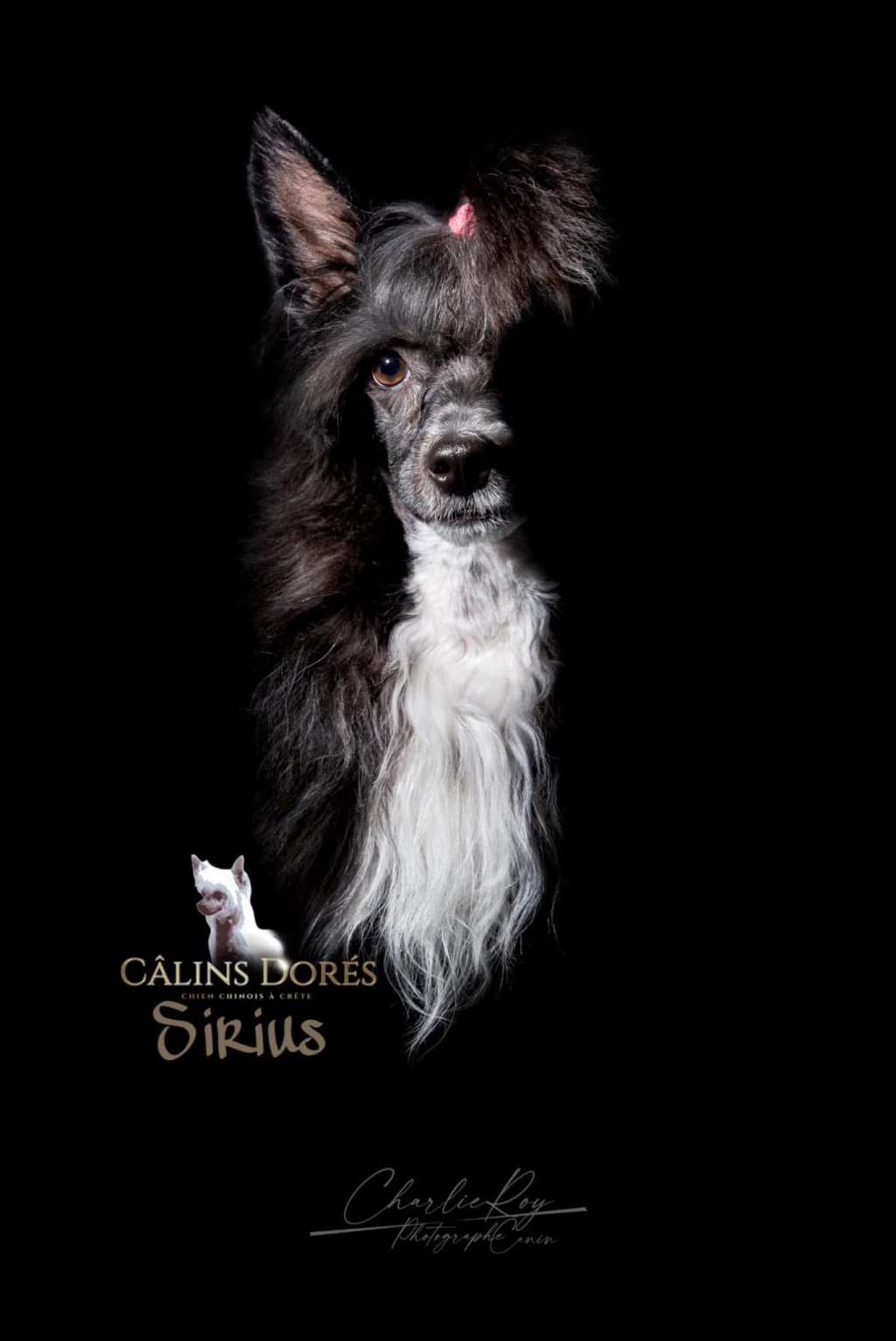 Sirius des Calins Dores