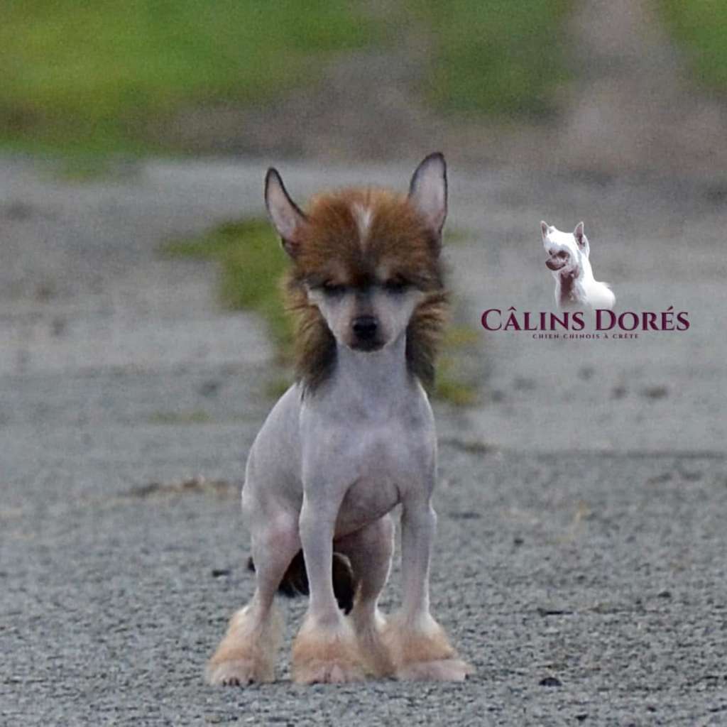 Thelma des calins dores