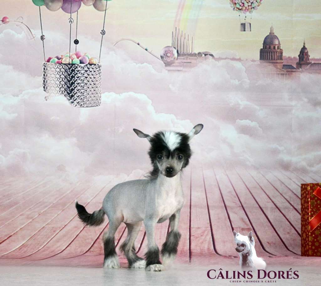 U' Naouko des calins dores