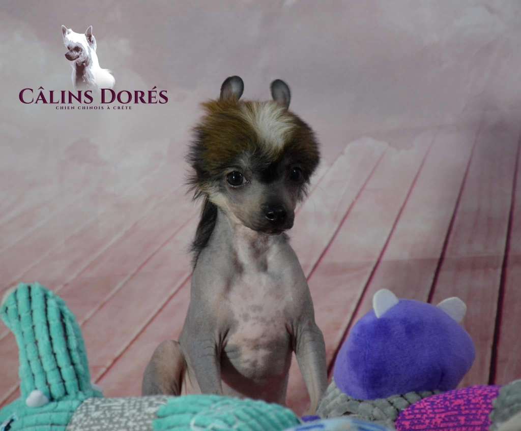 Umut des calins dores