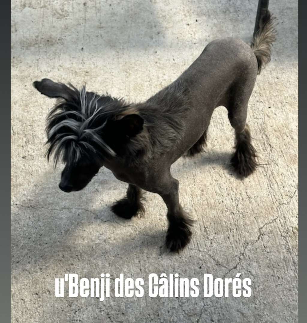 U' Benji des calins dores