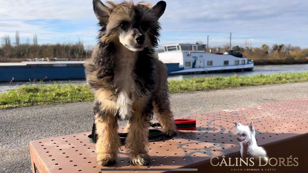 Ugo des calins dores