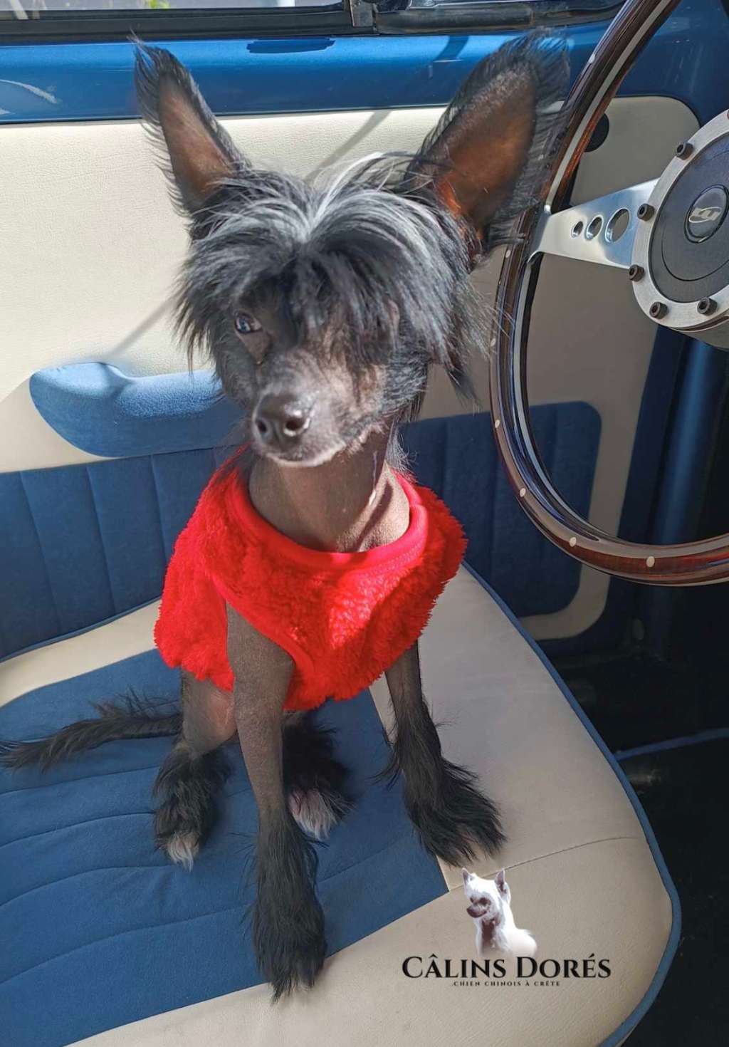 Ushi des calins dores