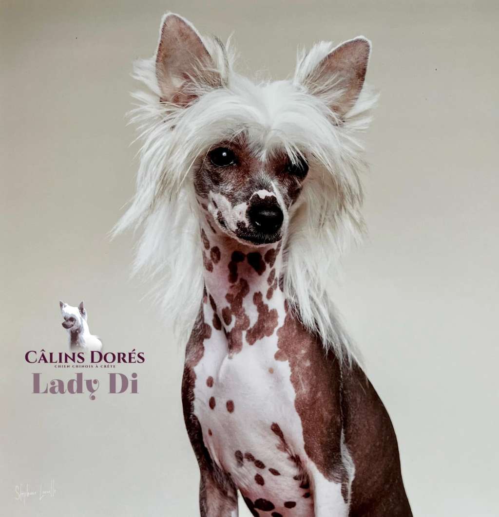 CH. Une Lady Di des calins dores