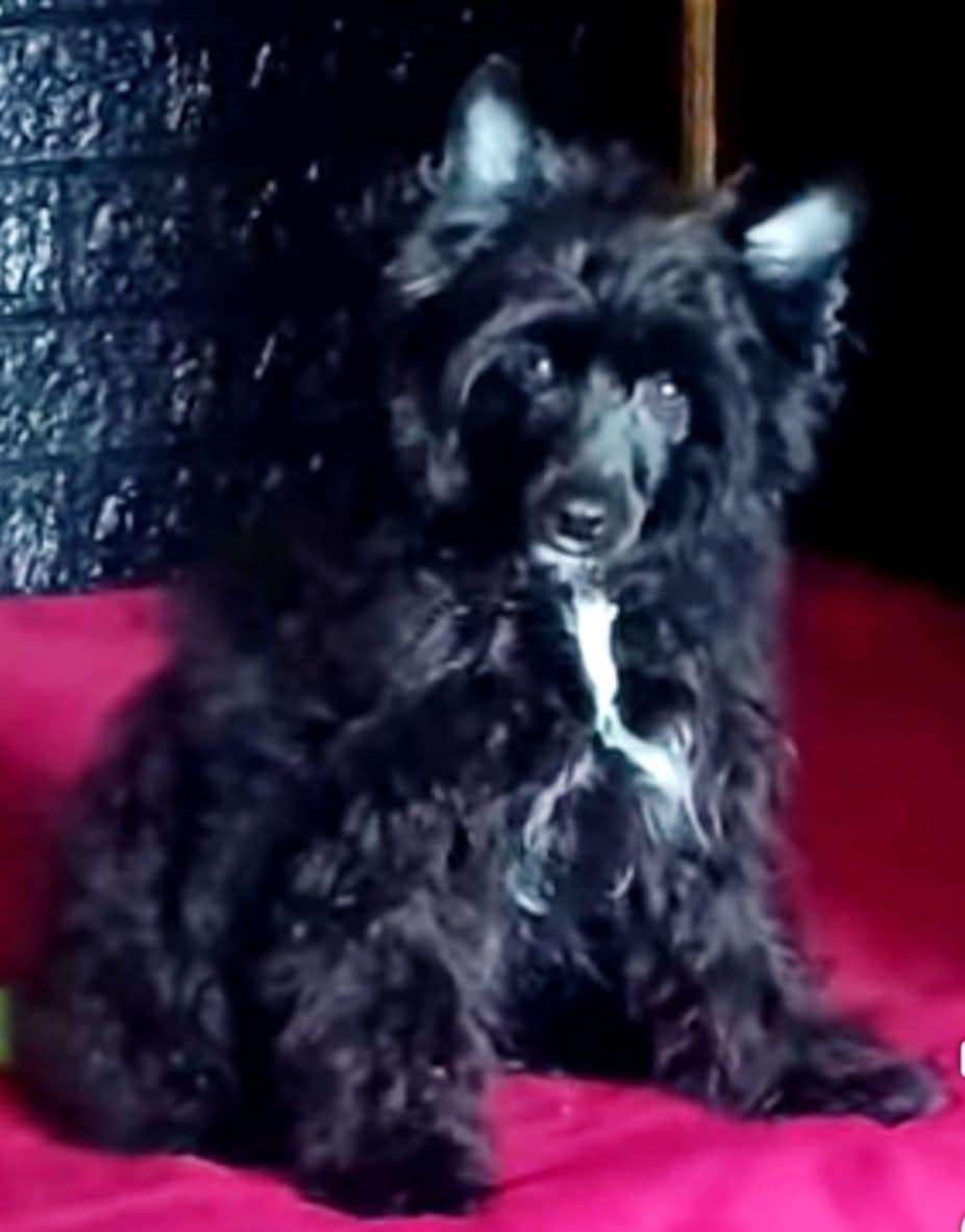 Amour De Luxe Angelo Nero