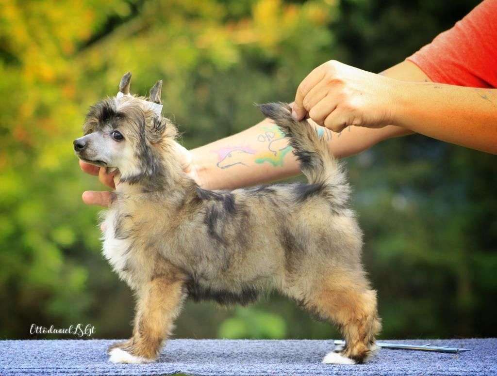 Chelai Yu Yunag Lulu pp