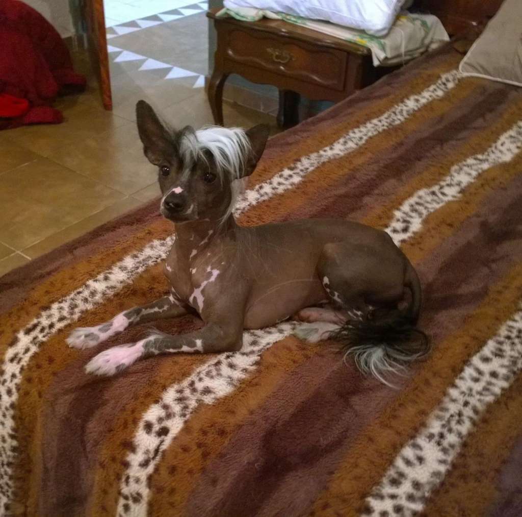 Mohawk-Soul(Gomes) Mex FCI