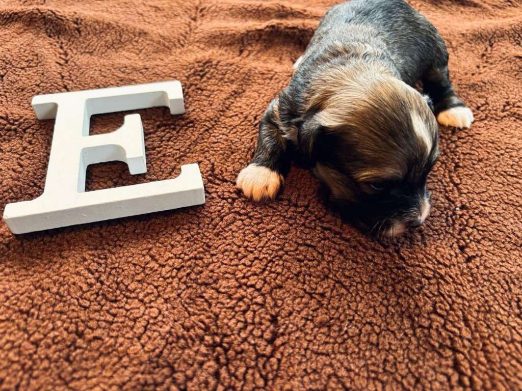 De Cabanelas Equality