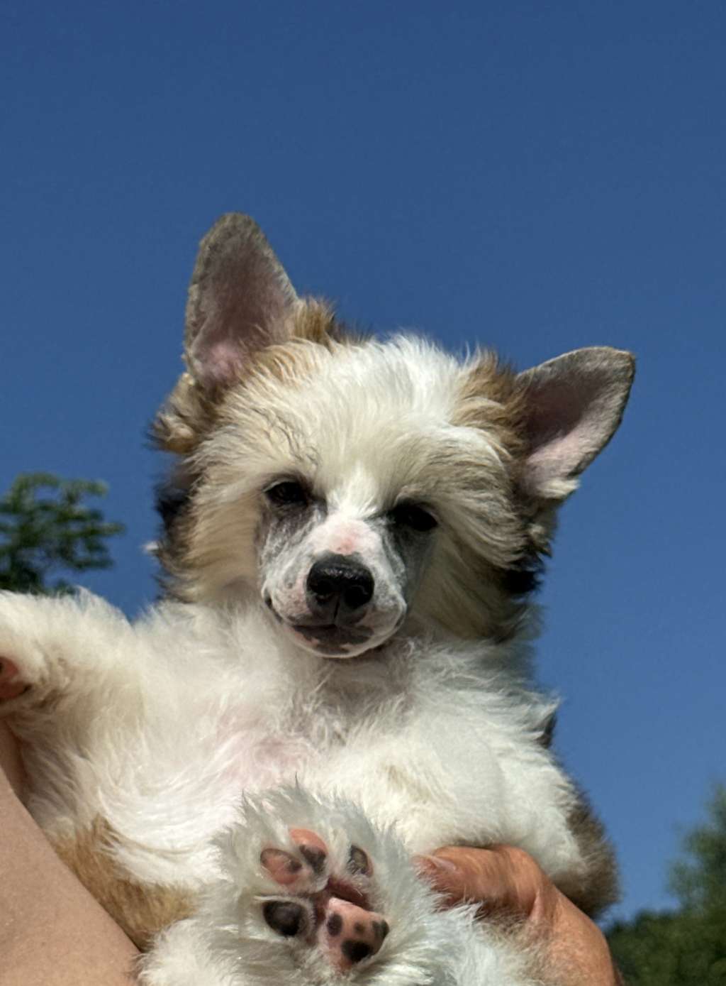 Karamello powder Ankadi