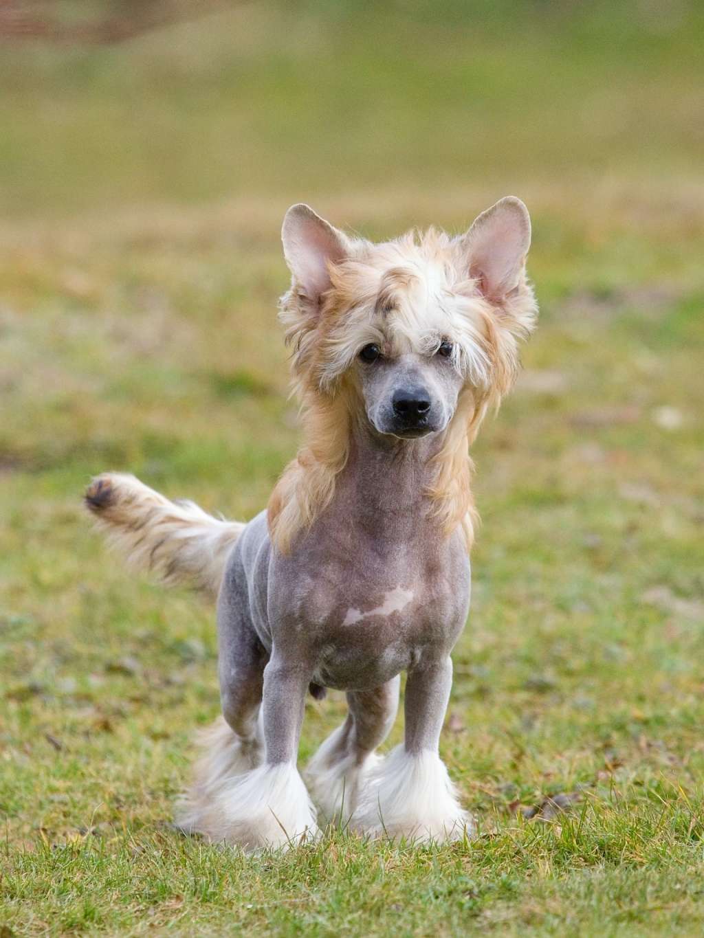 Aldon Candy lollipops