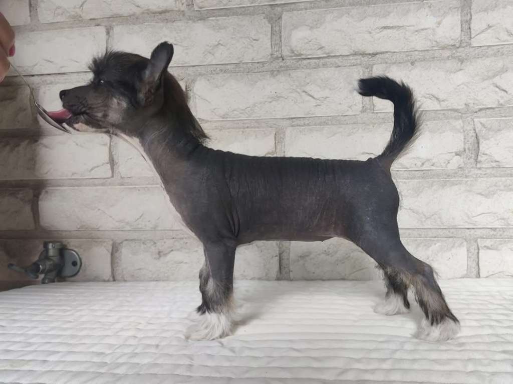 Timanttiliigan Femke Bol