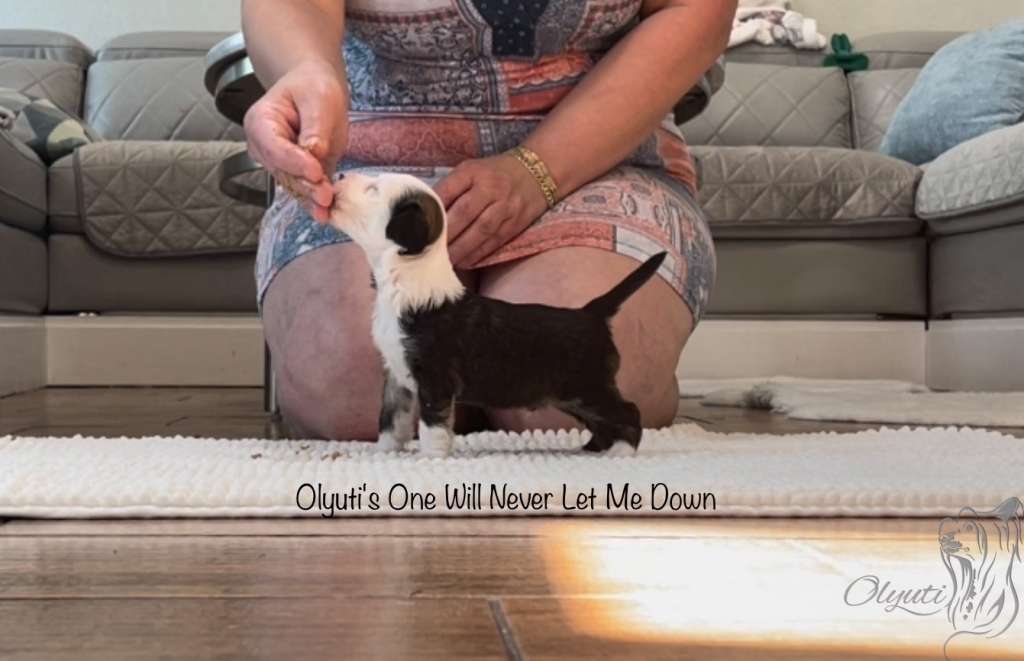 Olyuti's One Will Never Let Me Down